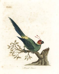 Hornad parakit, Eunymphicus cornutus. Sårbar (horned papegoja, Psittacus bisetis.) Handfärgad kopparplåt ritad och graverad av John Latham från hans egen A General History of Birds, Winchester