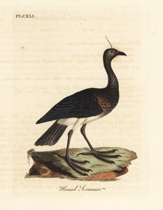 Hornad skrikare, Anhima cornuta (Palamedea cornuta). Handfärgad kopparplåt ritad och graverad av John Latham från hans egen A General History of Birds, Winchester