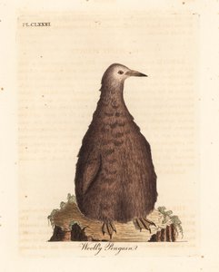 Kungspingvin, Aptenodytes patagonicus, juvenil (Ullpingvin). Handfärgad kopparplåt ritad och graverad av John Latham från hans egen A General History of Birds, Winchester