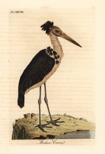 Mindre adjutant, Leptoptilos javanicus. Sårbar. (Modun skull.) Handfärgad kopparplåt ritad och graverad av John Latham från hans egen A General History of Birds, Winchester av John Latham