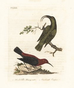 Mindre akialoa, Hemignathus obscurus (utdöd) och kardinalmyzomela, Myzomela cardinalis. (Grön honungsätare med kroknäbb, Certhia obscura, hemma på Hawaii, och kardinal honungsätare, Certhia cardinalis, hemma i Tanna, Vanuatu.) Handfärgad kopparplåt av John Latham