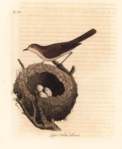 Lilla vitstrupen, Sylvia curruca, med bo och ägg. (Lesser white-throat warbler, Sylvia sylviella.) Handfärgad kopparplåt tecknad och graverad av John Latham från hans egen A General History of Birds, Winchester av John Latham