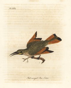 Liten biätare, Merops pusillus (Rödvingad biätare, Merops erythropterus). Afrika. Handfärgad kopparplåt ritad och graverad av John Latham från hans egen A General History of Birds, Winchester av John Latham