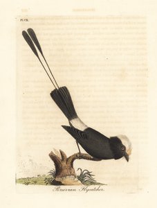 Långstjärtstyrann, Colonia colonus (peruansk flugsnappare, Le Colon). Handfärgad kopparplåt ritad och graverad av John Latham från hans egen A General History of Birds, Winchester av John Latham