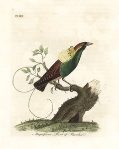 Storslagen paradisfågel, Diphyllodes magnificus (Paradisea magnifica). Handfärgad kopparplåt ritad och graverad av John Latham från hans egen A General History of Birds, Winchester av John Latham