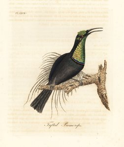 Magnifik gevärsfågel, Ptiloris magnificus (tuftad promerops). Ritad från ett exemplar i Bullock