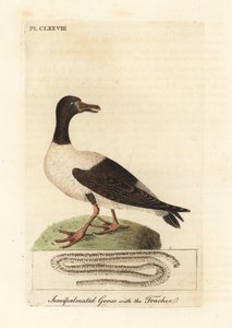 Skatgås, Anseranas semipalmata och anatomiska detaljer i dess luftstrupe. (Semipalmatad anka, Anas semipalmatus.) Handfärgad kopparplåt ritad och graverad av John Latham från hans egen A General History of Birds, Winchester av John Latham
