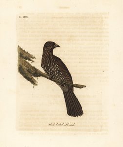 Nya Zeelands sydön piopio, Turnagra capensis. Utdöd. (Tjocknäbbstrast, Turdus crassirostris.) Handfärgad kopparplåt ritad och graverad av John Latham från hans egen A General History of Birds, Winchester av John Latham