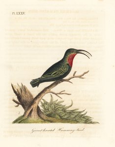 Lilastrupig kolibri, Eulampis jugularis (granatstrupig kolibri, Trochilus granatinus). Handfärgad kopparplåt ritad och graverad av John Latham från hans egen A General History of Birds, Winchester av John Latham