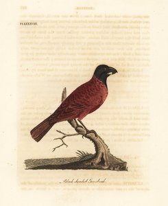 Röd-svart gronäbb, Periporphyrus erythromelas. Nära hotad. (Black-headed grosbeak, Loxia erythromelas.) Handfärgad kopparplåt tecknad och graverad av John Latham från hans egen A General History of Birds, Winchester av John Latham