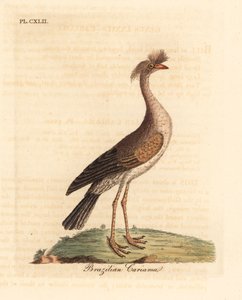 Rödbensseriema eller crested cariama, Cariama cristata (brasiliansk cariama, Palamedea cristata). Handfärgad kopparplåt ritad och graverad av John Latham från hans egen A General History of Birds, Winchester av John Latham