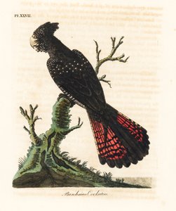 Rödstjärtad svart kakadua, Calyptorhynchus banksii (Banksian kakadua, Psittacus banksii). Handfärgad kopparplåt ritad och graverad av John Latham från hans egen A General History of Birds, Winchester av John Latham