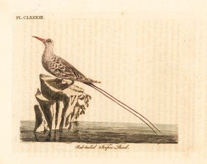Rödstjärtad tropisk fågel, Phaethon rubricauda (Phaeton phoenicurus). Handfärgad kopparplåt ritad och graverad av John Latham från hans egen A General History of Birds, Winchester