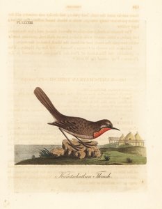 Sibirisk rubythroat, Luscinia calliope (Kamschatkan trast, Turdus calliope). Handfärgad kopparplåt ritad och graverad av John Latham från hans egen A General History of Birds, Winchester av John Latham