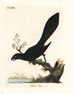 Slätnäbbad ani eller mindre ani, Crotophaga ani. Handfärgad kopparplåt ritad och graverad av John Latham från hans egen A General History of Birds, Winchester av John Latham