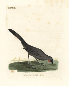 South Island, Nya Zeeland kokako, Callaeas cinerea cinerea, förklarade utdöd 2007 (Cinereous wattle bird, Calloeas cinerea). Handfärgad kopparplåt ritad och graverad av John Latham från hans egen A General History of Birds, Winchester av John Latham