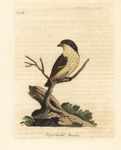 Strimig pardalote, Pardalotus striatus (Randhövdad manakin, Pipra striata). Handfärgad kopparplåt ritad och graverad av John Latham från hans egen A General History of Birds, Winchester av John Latham