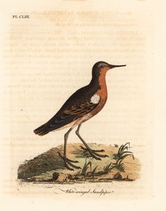 Tahitisk sandsnäppa, Prosobonia leucoptera. Utdöd. (Vitvingad sandsnäppa, Tringa leucoptera.) Handfärgad kopparplåt tecknad och graverad av John Latham från hans egen A General History of Birds, Winchester av John Latham