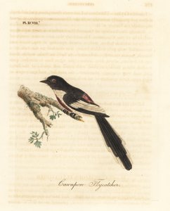 Vitbukad minivett, Pericrocotus erythropygius (Cawnpore flugsnappare). Indien. Handfärgad kopparplåt ritad och graverad av John Latham från hans egen A General History of Birds, Winchester av John Latham