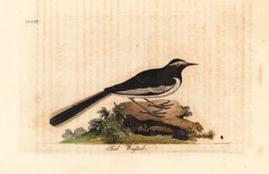 Vitbrynad vippsvans guldbredfotsvipstjärt, Motacilla maderaspatensis. (Indiens vippsvans). Handfärgad kopparplåt ritad och graverad av John Latham från hans egen A General History of Birds, Winchester av John Latham