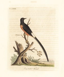 Vitrumpad shama, Copsychus malabaricus macrourus. (Som långsvanstrast, Turdus macrourus.) Handfärgad kopparplåt tecknad och graverad av John Latham från hans egen A General History of Birds, Winchester