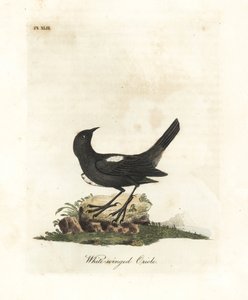 Vitaxlad tanager, Tachyphonus luctuosus (White-winged oriole, Oriolus leucopterus). Handfärgad kopparplåt ritad och graverad av John Latham från hans egen A General History of Birds, Winchester av John Latham