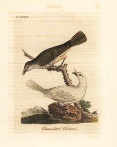 Vit klockare, Procnias albus, hane och hona (Carunculated chatterer, Ampelis carunculata). Handfärgad kopparplåt ritad och graverad av John Latham från hans egen A General History of Birds, Winchester