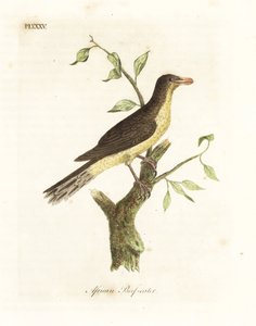Gulnäbbad oxspett, Buphagus africanus (afrikansk nötköttsätare, Buphaga africana). Handfärgad kopparplåt ritad och graverad av John Latham från hans egen A General History of Birds, Winchester