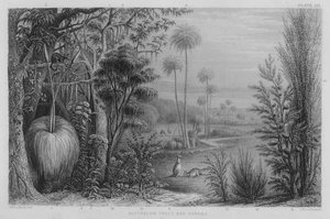 Australiska träd och buskar (färgad gravyr)