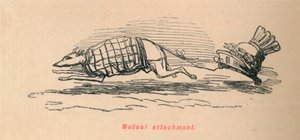 Ömsesidigt fäste, 1852 av John Leech
