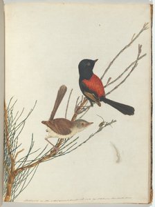 Scarlet & svart sångare.Lewin, John. Fåglar i New South Wales med sin naturhistoria. Sydney- G av John William Lewin
