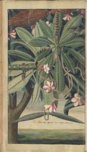En sida från "Elegancies of Jamaica" av John Lindsay