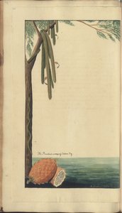 En sida från "Elegancies of Jamaica", 246