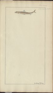 Lindsay Drawings Vol. VII, 23 av John Lindsay