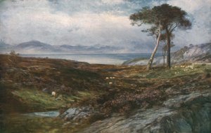 Heather: Scottish Highlands, c1910, c1930.