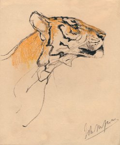 Chef för en tiger, c1910