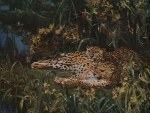 Indiska leoparder, sent 1800-tidigt 1900-tal, c1930.