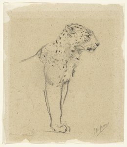 Studie av en stående leopard av John Macallan Swan