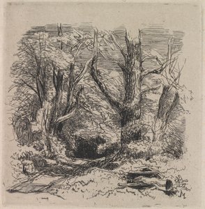 En väg genom skogen