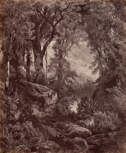 Solitude,1865 (foto) av John Moran