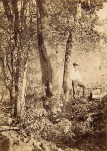 Tacony Creek, Magnolia Poplar av John Moran