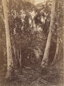Tropiskt landskap, skog nära Turbo, 1871.