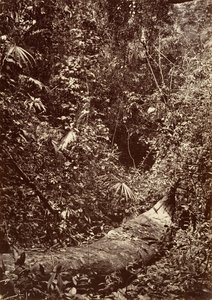 Tropiskt landskap, Tropisk skog, 1871.