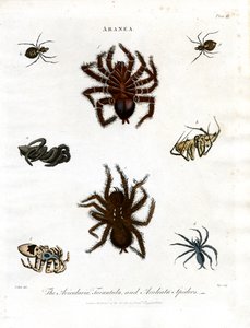 ARANEA: Avicularia;Tarantula- och Aculeata-spindlar