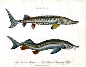 Accipenser: Sturgeon Species av John Pass