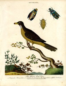 Afrikansk oxplockare (Buphaga) och juvelbaggar