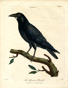 Afrikanska tornet