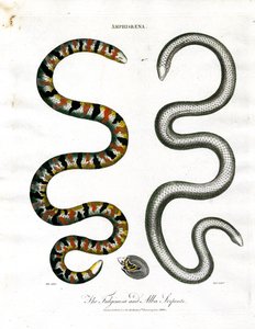 Amphisbaena: Fuliginosa- och Alba-ormarna av John Pass
