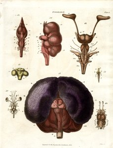 Anatomiska illustrationer av hjärnan och nervsystemet (plansch 6) av John Pass