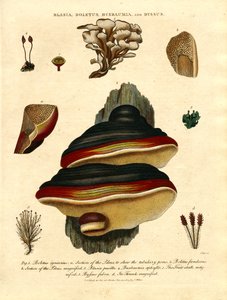 Blasia;Boletus;Buxbaumia;och Byssus av John Pass
